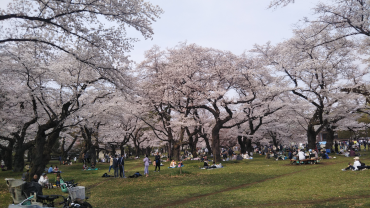 桜